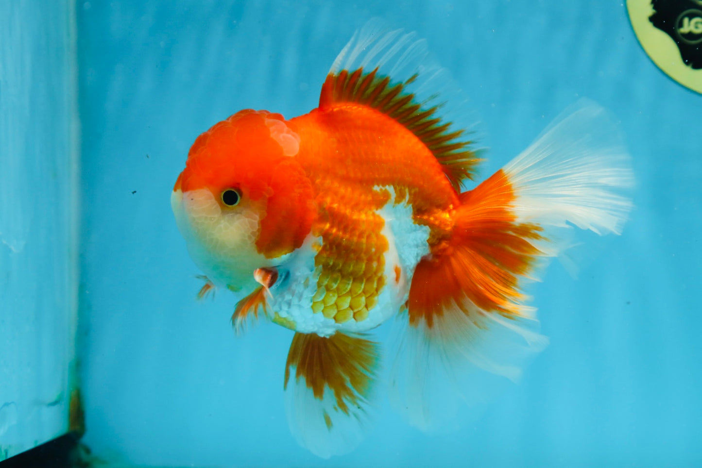 AAA Grade THICK BODY Red White Oranda Male 5.5 inches #082225OR_14