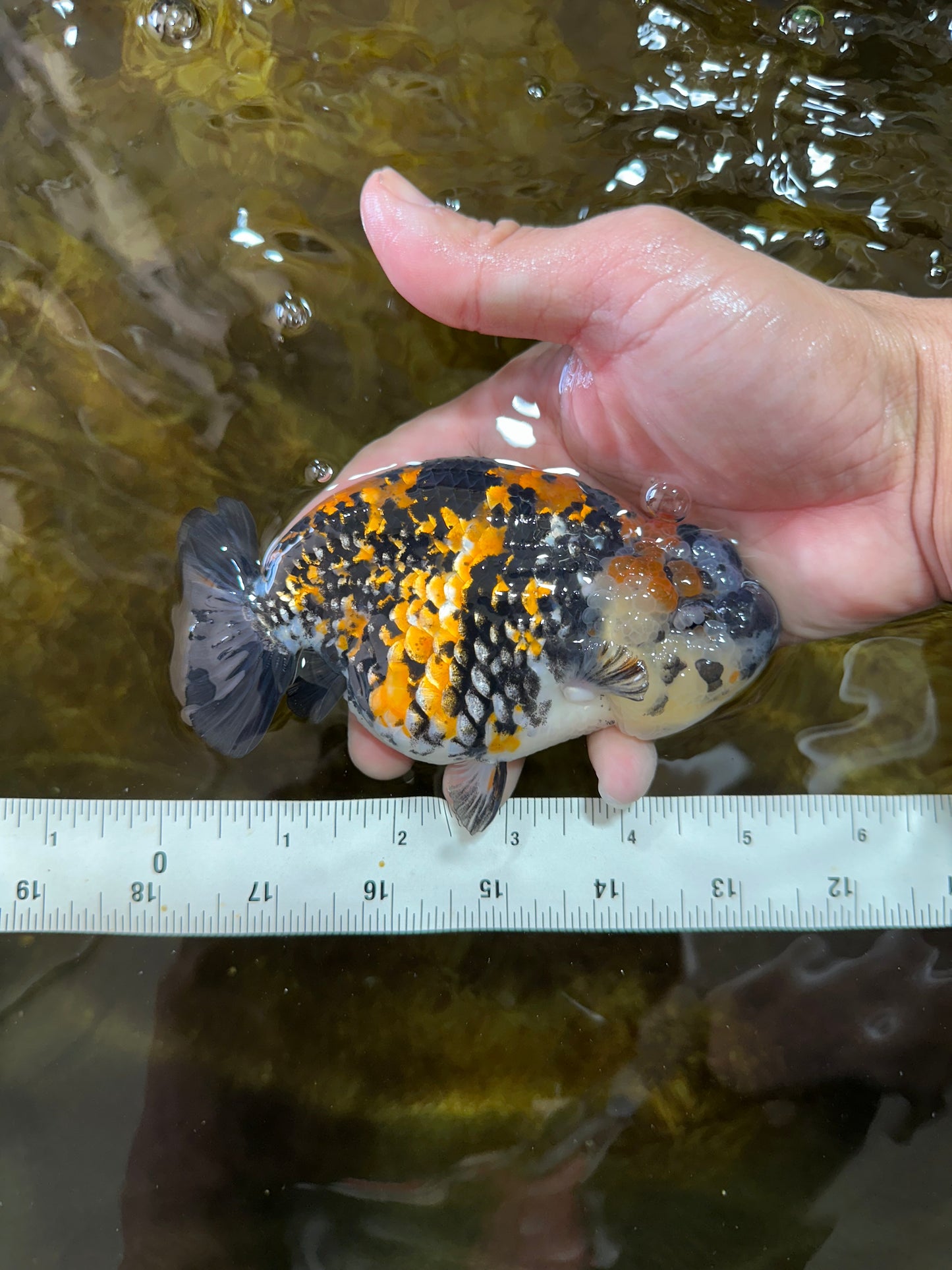 A Grade SUPER CUTE Tricolor Tiger LionQueen 5 inches #091225LC_07