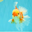A Grade Kohaku Red White Oranda Male 6 inches #081426OR_09