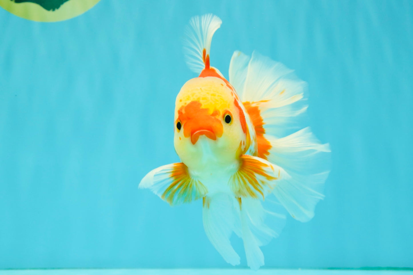 A Grade Kohaku Red White Oranda Male 6 inches #081426OR_09