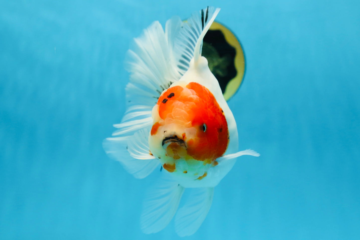 AAA Grade CHUNKY Sakura Oranda Female 6-6.5 inches #080825OR_15