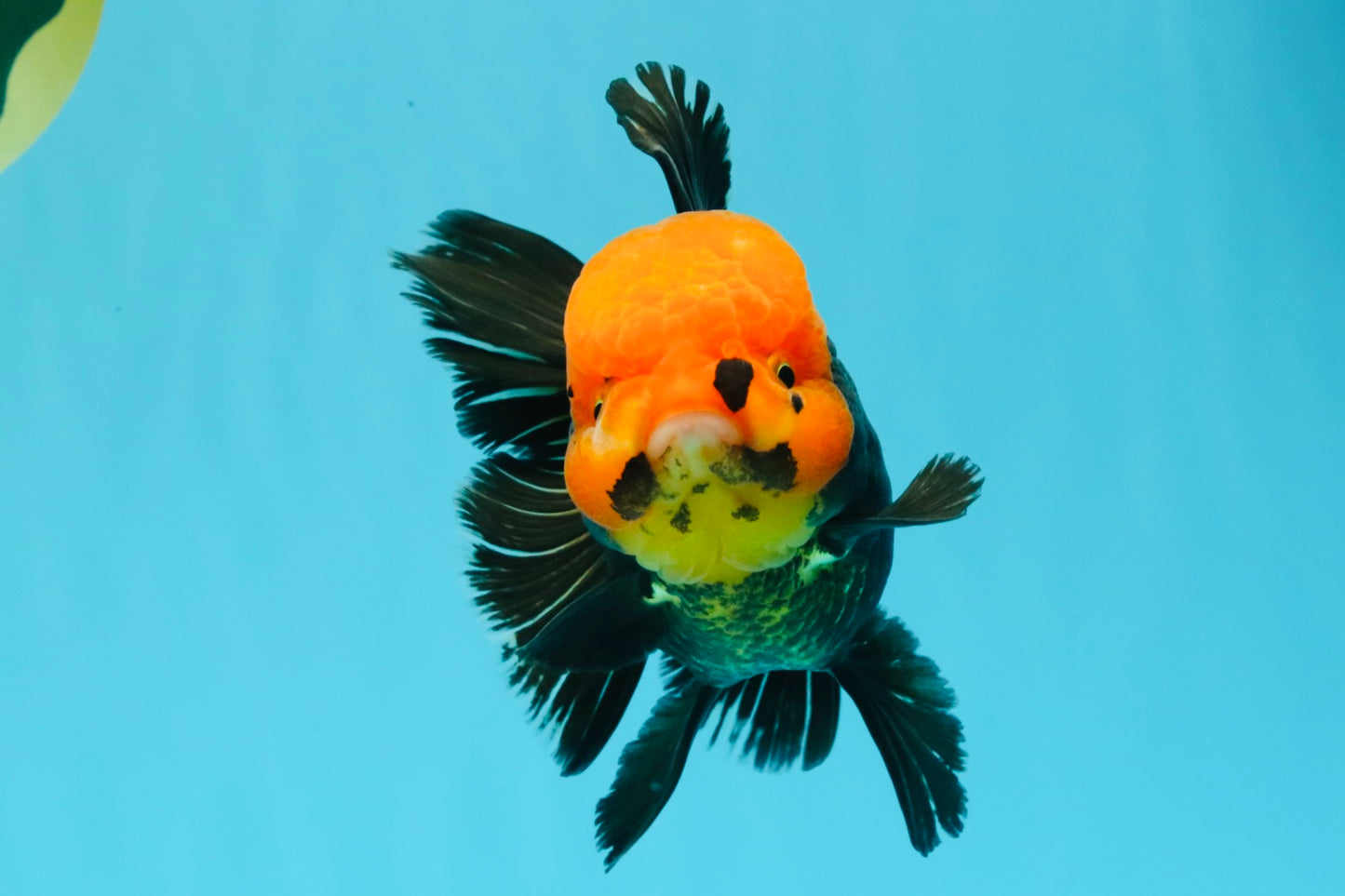 A Grade Red Head Tricolor Oranda Male 5.5-6 inches #030626OR_25