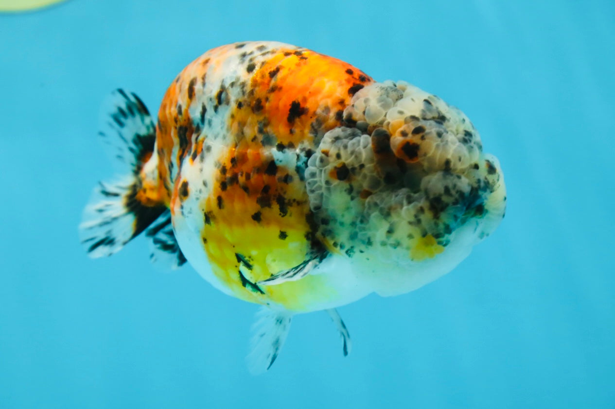 A Grade RARE Pepper Calico LionKing 4.5 inches #051625LC_11