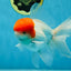 AAA BEST Grade Red White Oranda Male 6 inches #051625OR_21