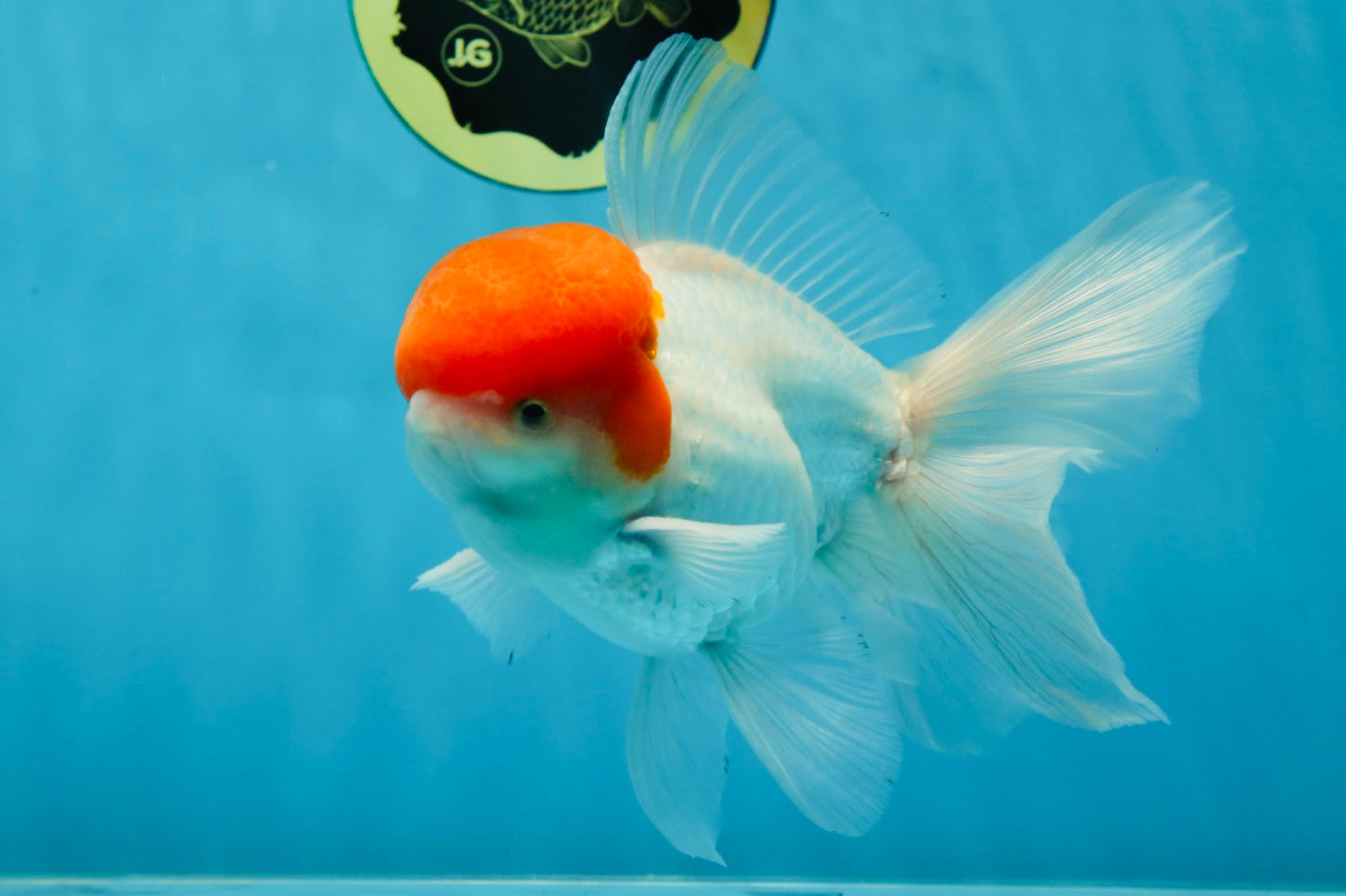 AAA BEST Grade Red White Oranda Male 6 inches #051625OR_21