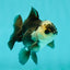 Panda Oranda Male 3-3.5 inches #1018OR_13