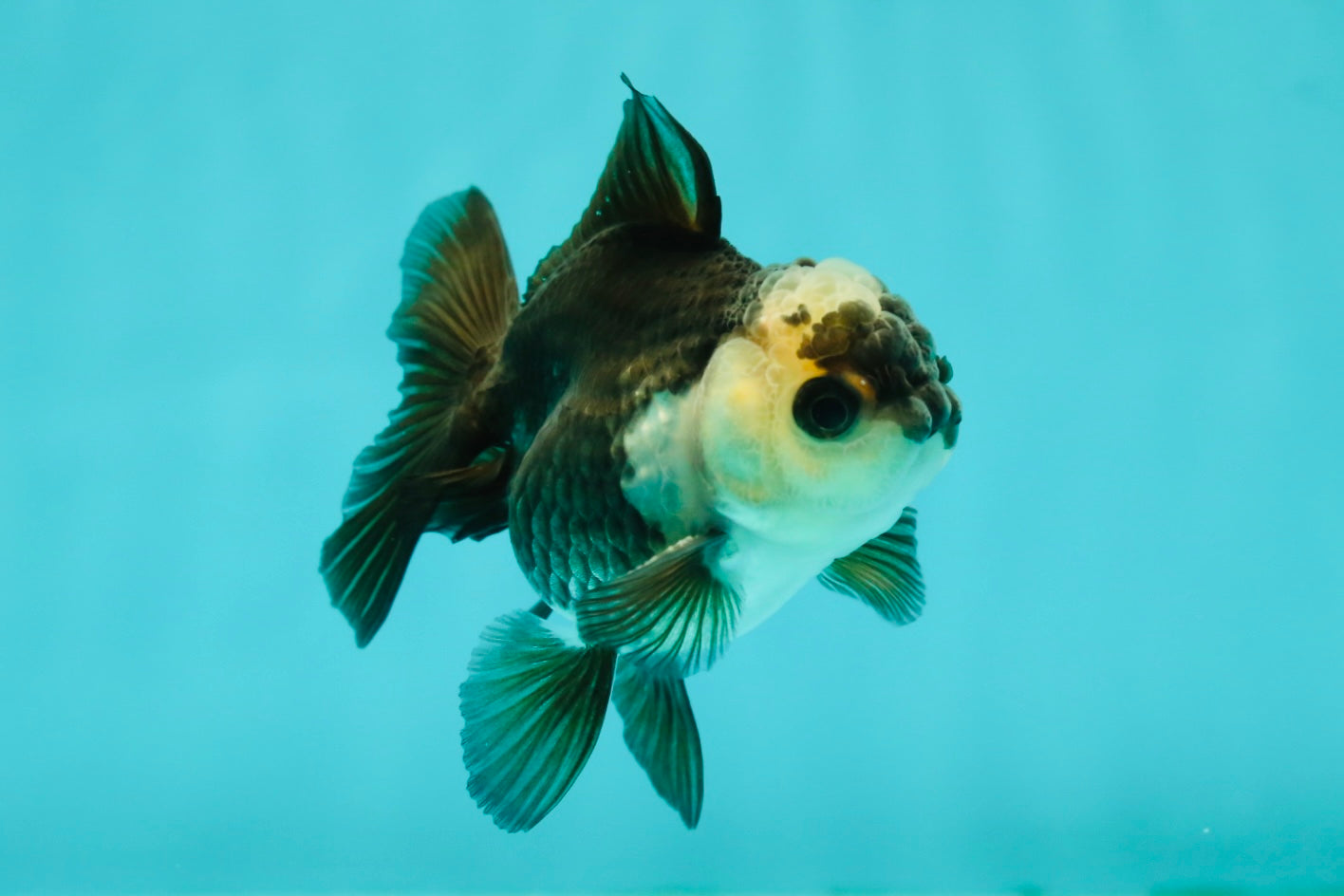 Panda Oranda Male 3-3.5 inches #1018OR_13