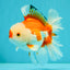 A Grade Red White Oranda Male 6 inches #041726OR_20