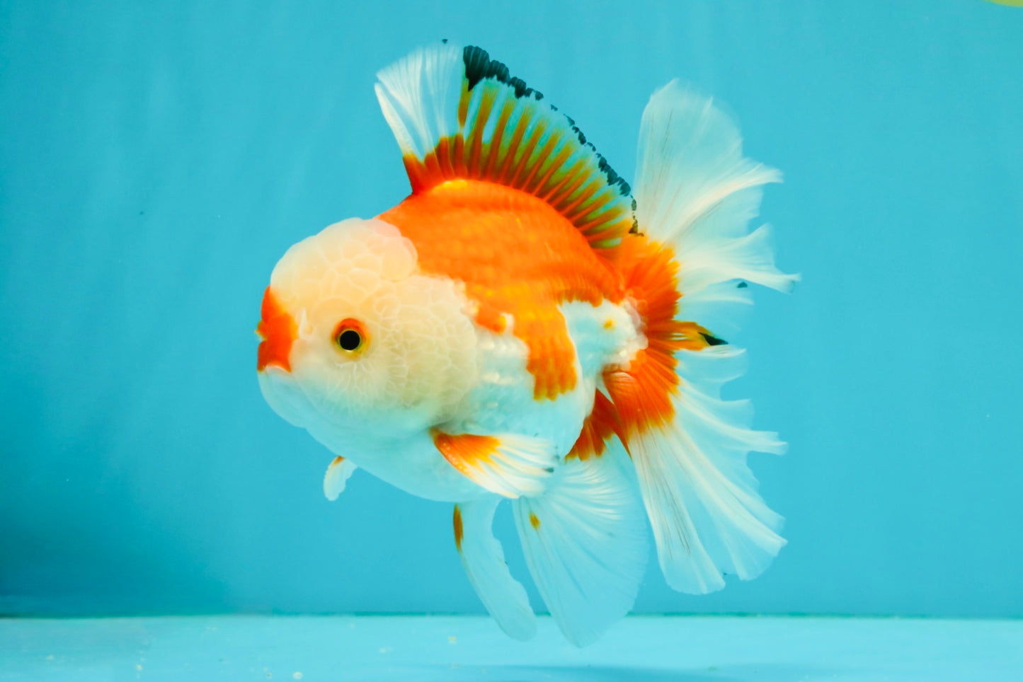 A Grade Red White Oranda Male 6 inches #041726OR_20