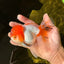 A Grade Chubby Tricolor Red Head Oranda Male 4.5-5 inches #1018OR_21