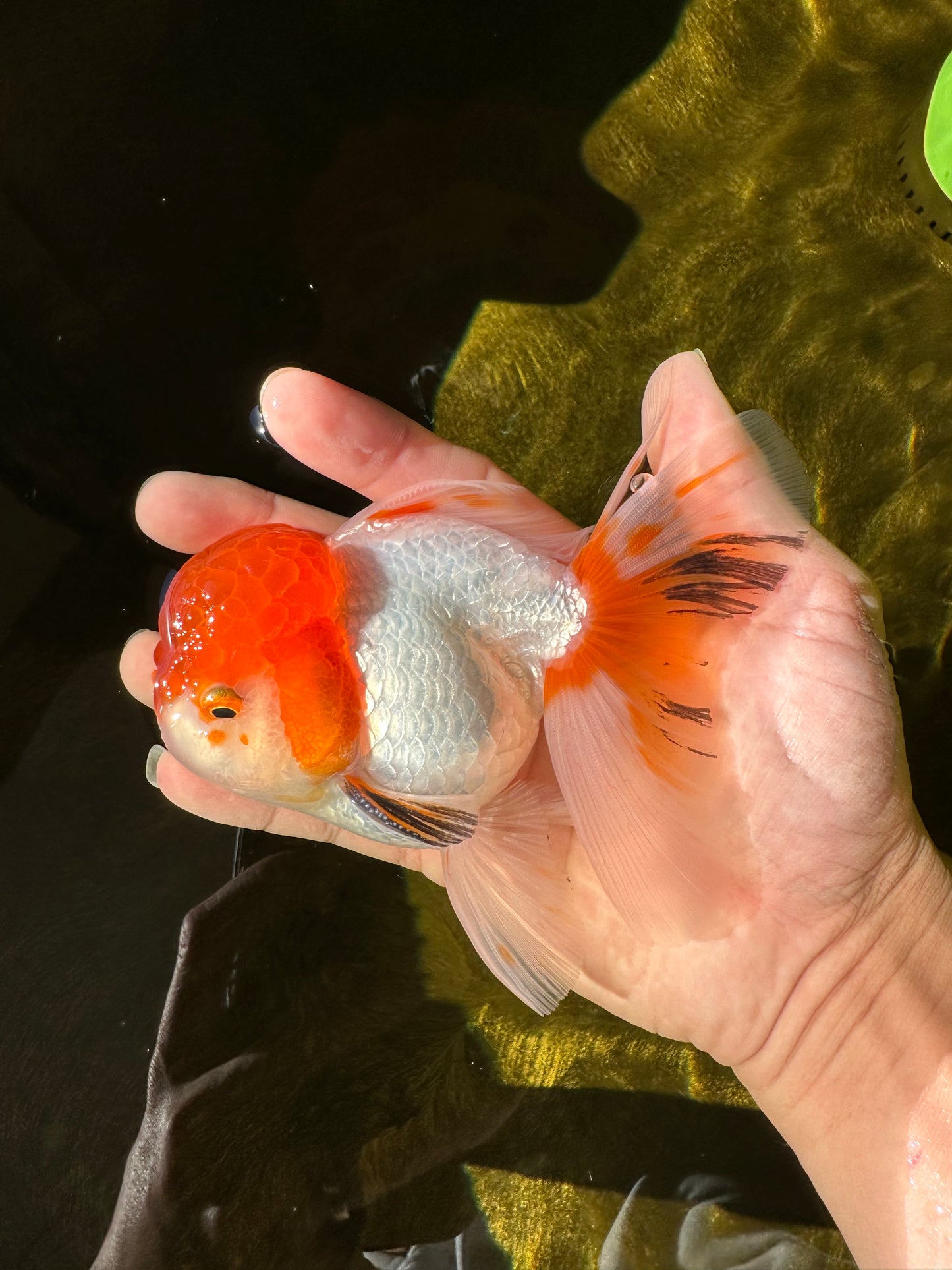 A Grade Chubby Tricolor Red Head Oranda Male 4.5-5 inches #1018OR_21