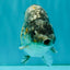 A Grade Strong Body Structure Tiger Ranchu Male 5-5.5 inches #081426RC_22