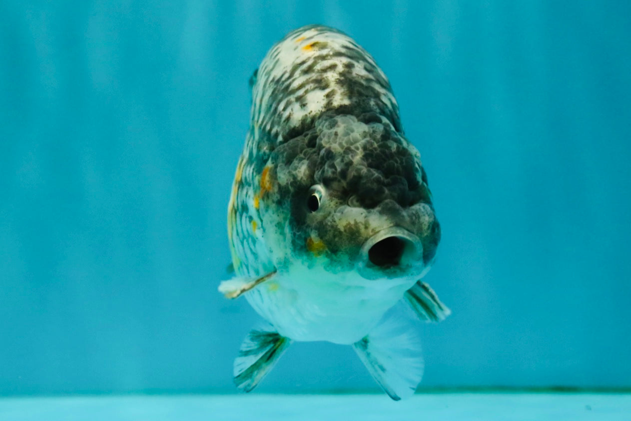 A Grade Strong Body Structure Tiger Ranchu Male 5-5.5 inches #081426RC_22