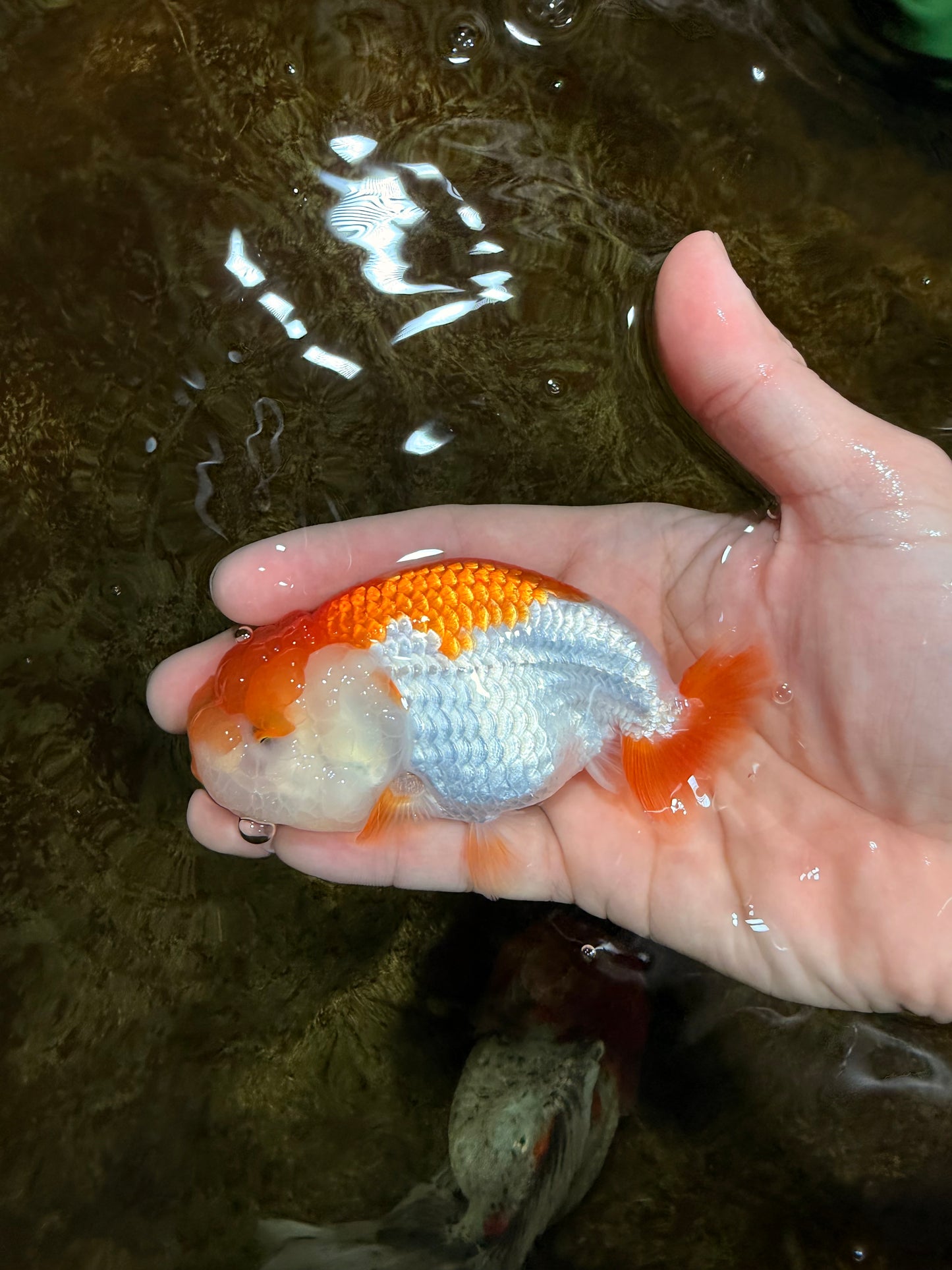 Red White Lionchu Female 4 inches #121925LC_04