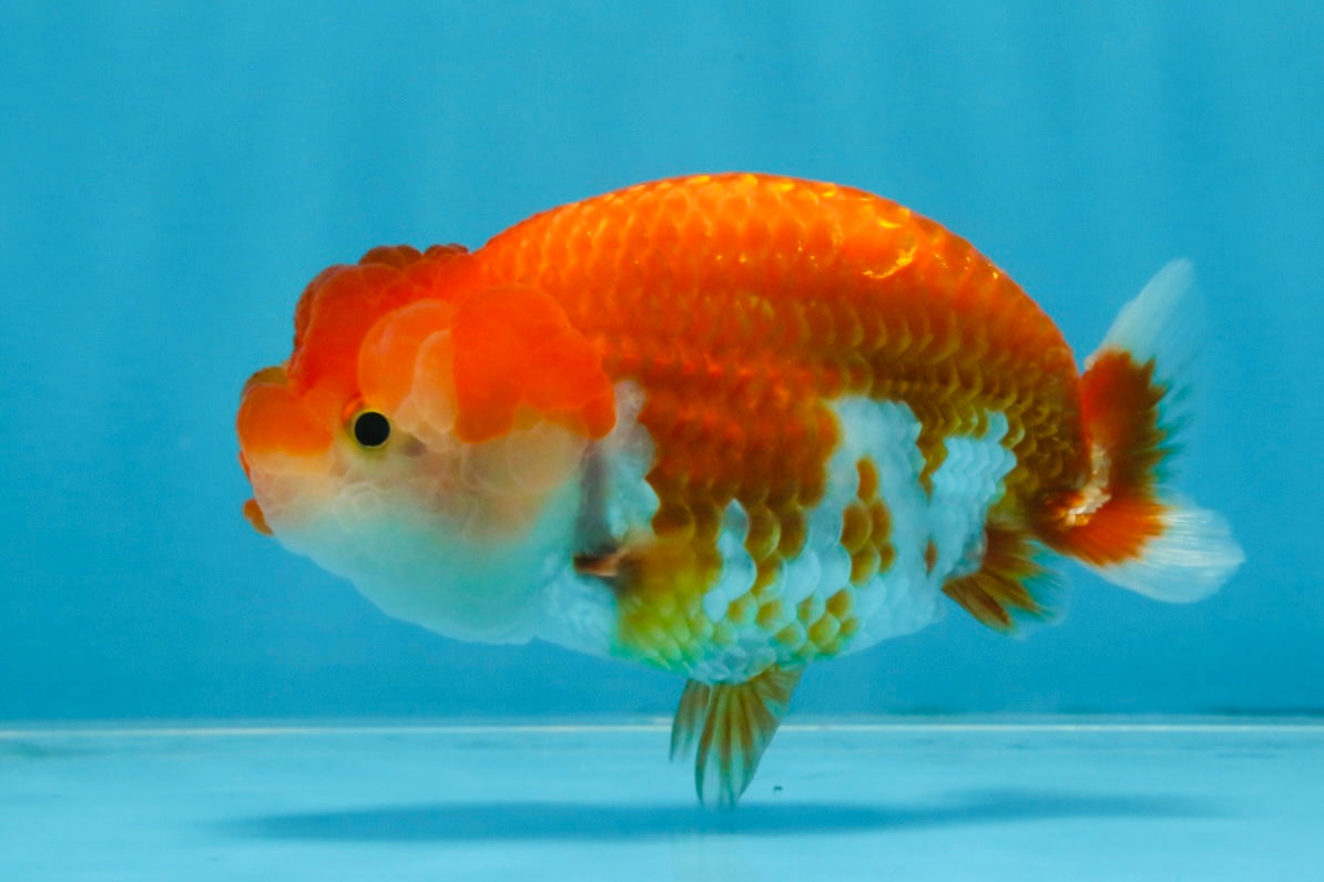 A Grade Red White LionQueen 4 inches #103125LC_18