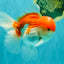 AAA Grade Peach Red White Oranda Male 5 inches #062626OR_30