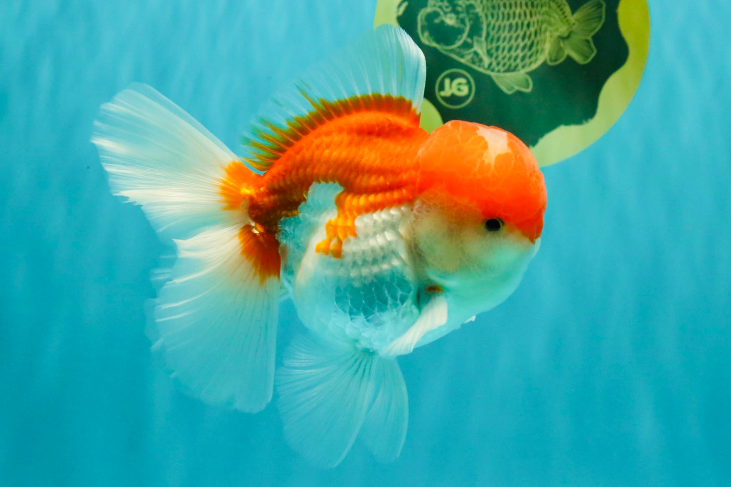 AAA Grade Peach Red White Oranda Male 5 inches #062626OR_30