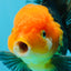 AAA Grade Red Head Apache Oranda Male 5-5.5 inches #112924OR_20