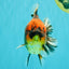 A Grade Tiger Oranda Male 5-5.5 inches #090426OR_06