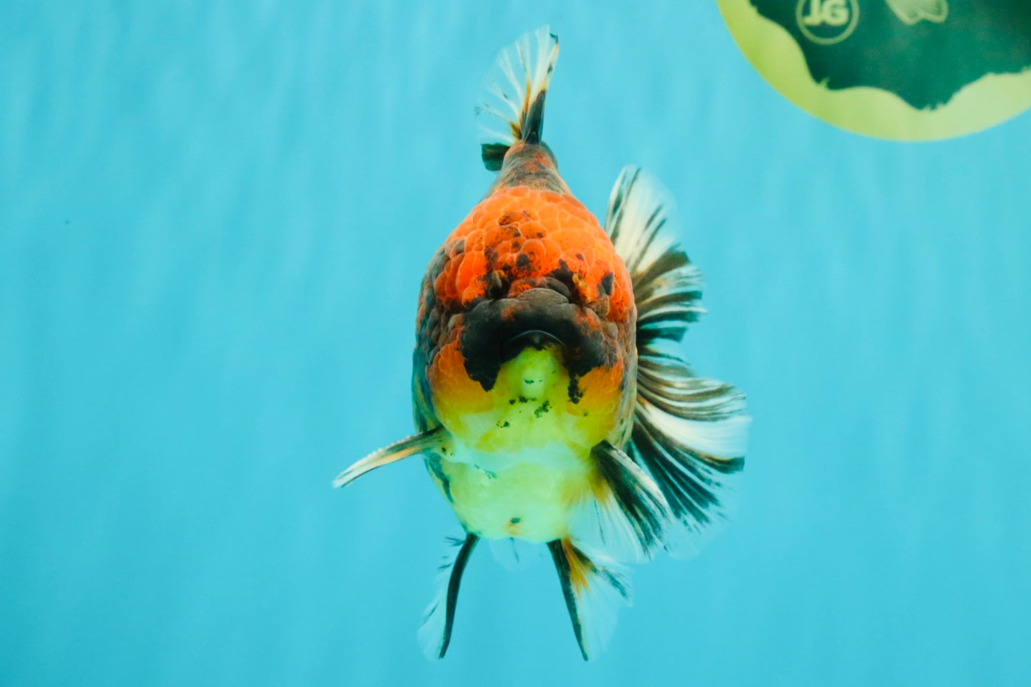 A Grade Tiger Oranda Male 5-5.5 inches #090426OR_06