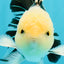 A Grade Panda Oranda Male 5.5 inches #030626OR_23