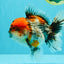 A Grade Godzilla Red Head Kirin Oranda Male 6-6.5 inches #031326OR_04