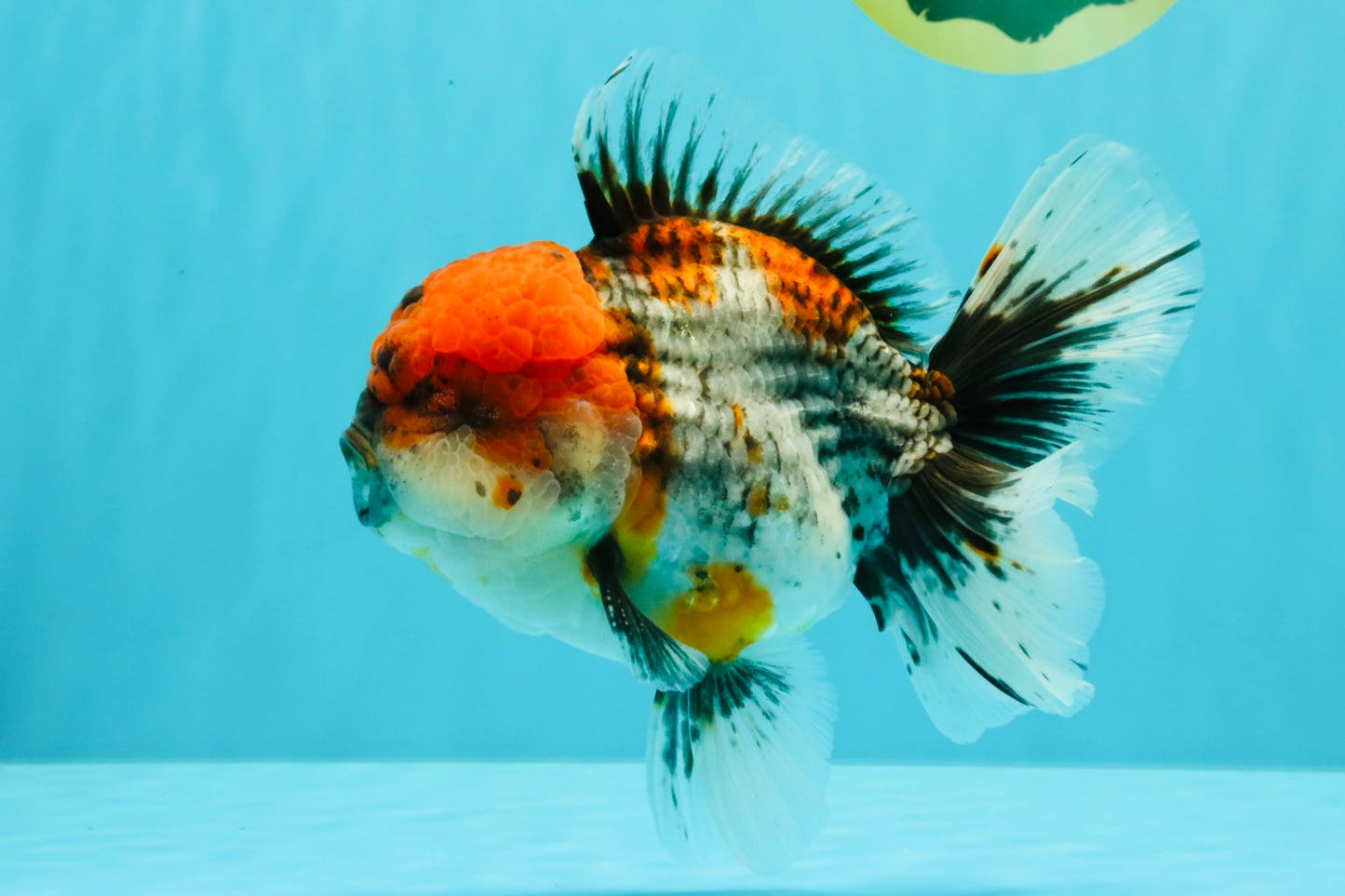 A Grade Godzilla Red Head Kirin Oranda Male 6-6.5 inches #031326OR_04