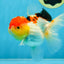 A Grade Chubby Cheeks Tricolor Oranda Female 5.5 inches #081525OR_16