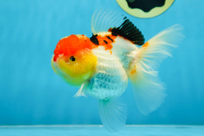 A Grade Chubby Cheeks Tricolor Oranda Female 5.5 inches #081525OR_16