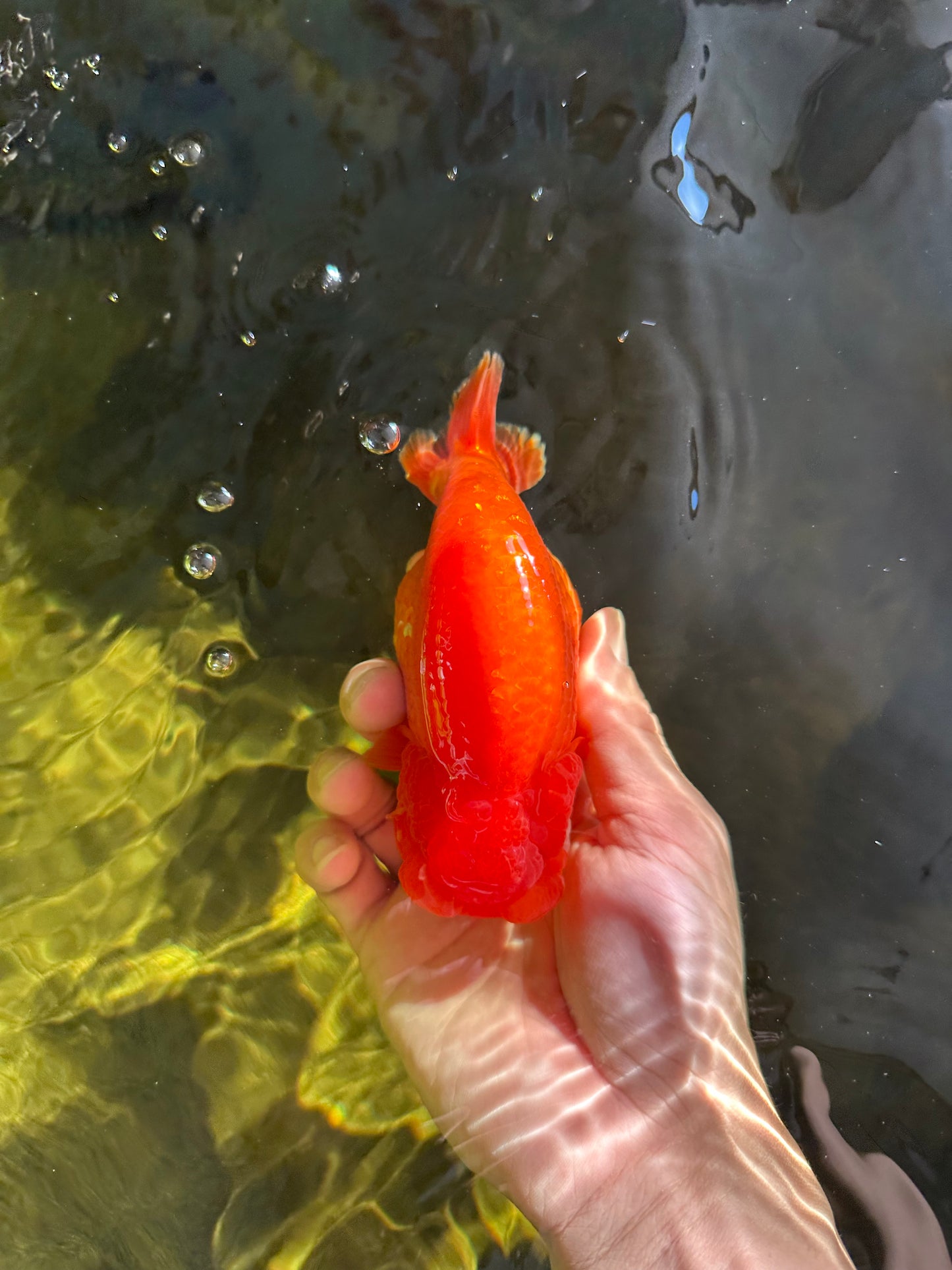 AAA Grade Cherry Red White LionQueen 5 inches #050925LC_16