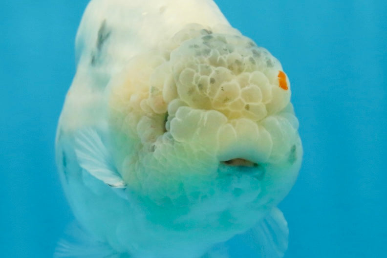 A Grade Marble LionKing 5 inches #071125LC_05