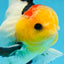 AAA Grade Special Tricolor Button Eyes Oranda Male 5 inches #080825OR_03