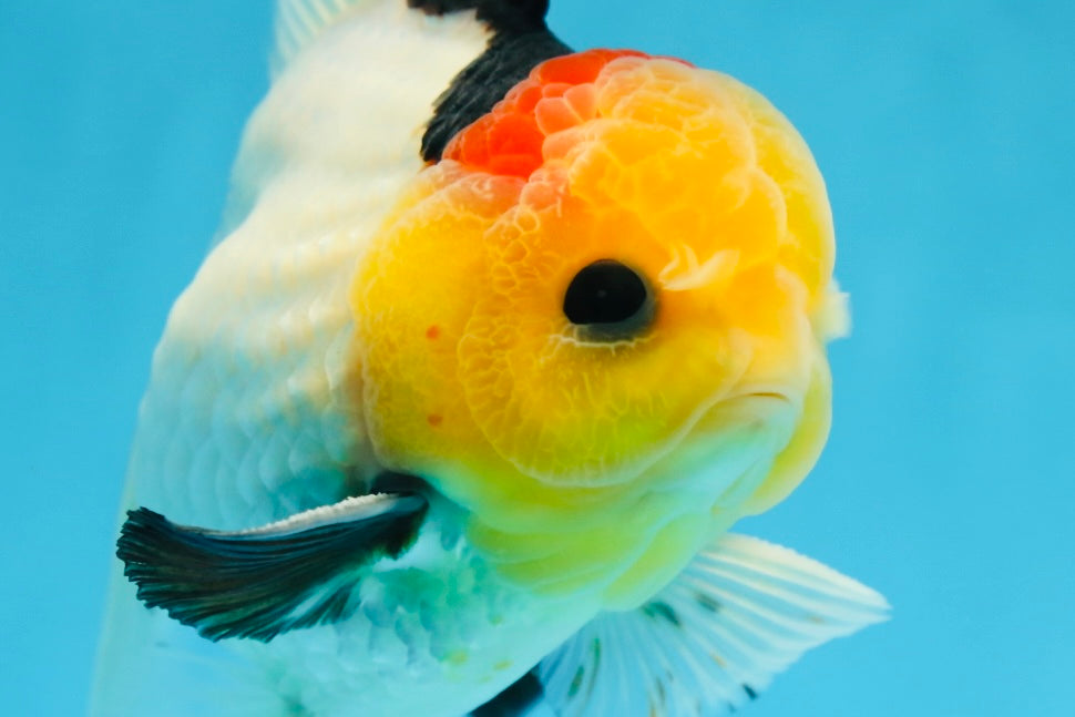 AAA Grade Special Tricolor Button Eyes Oranda Male 5 inches #080825OR_03
