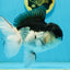 AAA Grade Panda Oranda Male 5.5  inches #112924OR_19