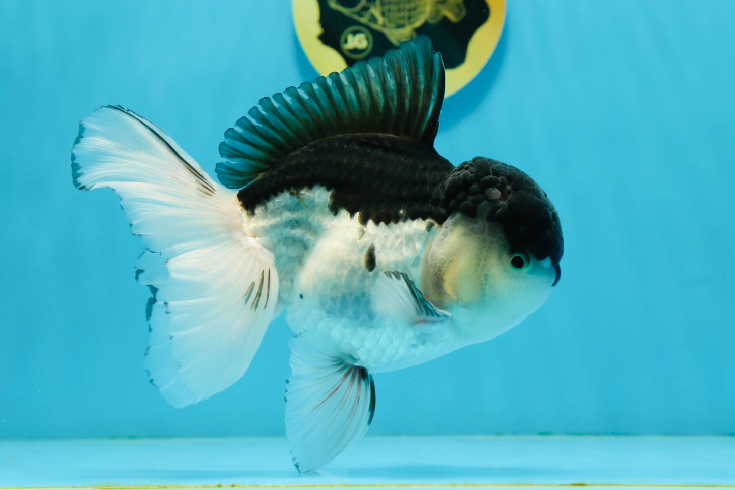 AAA Grade Panda Oranda Male 5.5  inches #112924OR_19