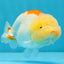ADORABLE Orange White LionChu Female 4.5 inches #041026LC_18