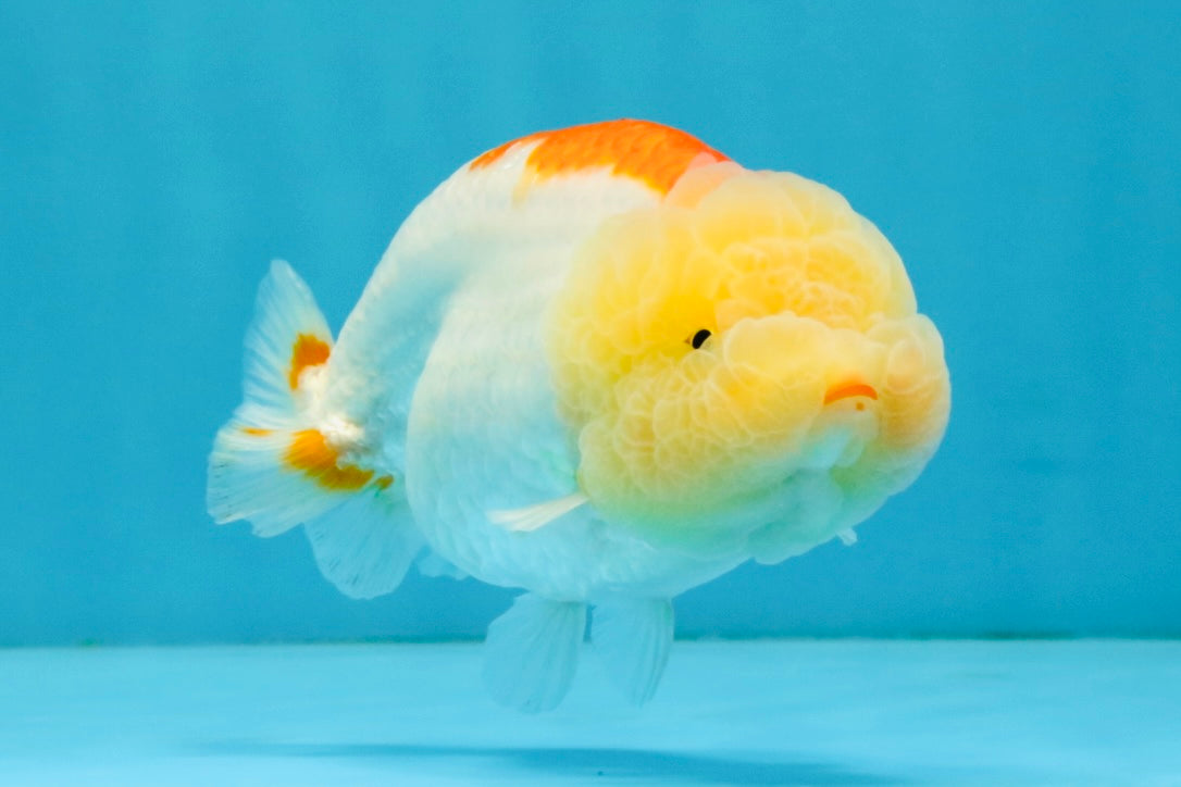 ADORABLE Orange White LionChu Female 4.5 inches #041026LC_18