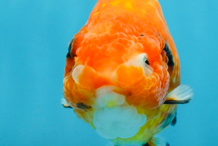 Sakura Chinese Ranchu Female 4.5-5 inches #120525RC_07