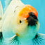 SPECIAL A Grade Red Head Marble Oranda Male 6.5-7 inches #082826OR_05