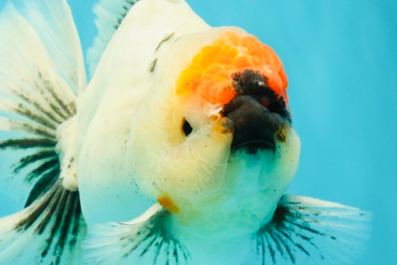 SPECIAL A Grade Red Head Marble Oranda Male 6.5-7 inches #082826OR_05