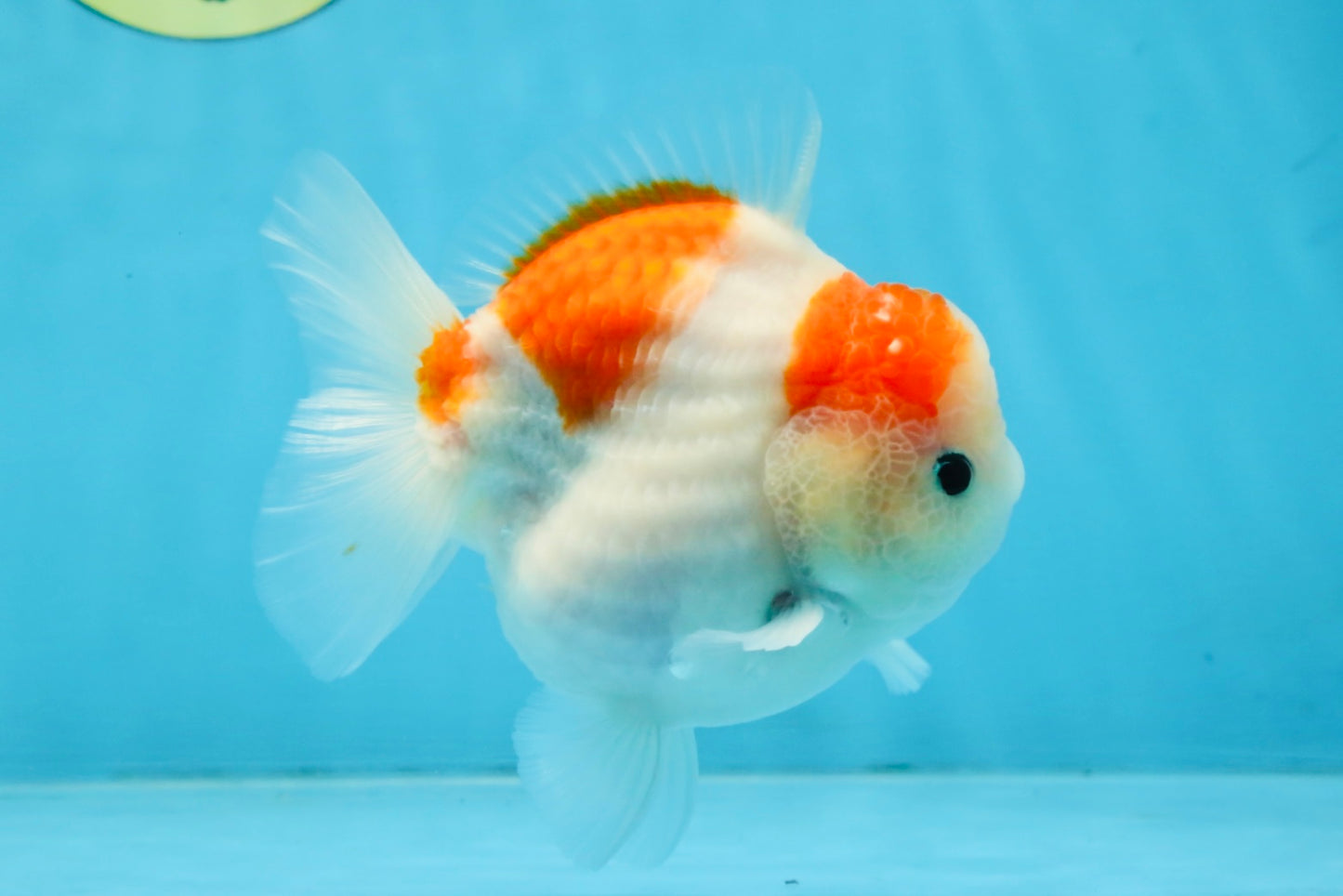 ADORABLE A Grade Sakura Yuanbao Male 4 inches #110725YB_10