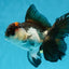 A Grade Tricolor Oranda Male 5-5.5 inches #010325OR_12