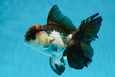 A Grade Tricolor Oranda Male 5-5.5 inches #010325OR_12