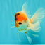 A Grade Sakura Oranda Male 6-6.5 inches #071026OR_32
