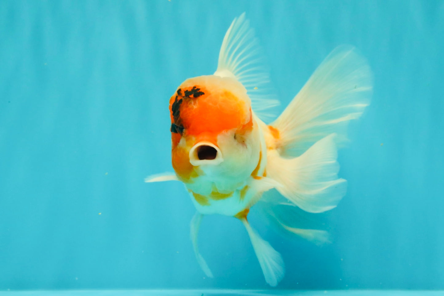 A Grade Sakura Oranda Male 6-6.5 inches #071026OR_32