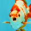 AAA Grade Red White Ryukin Male 4 inches #041726RK_05