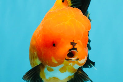 CHARLIE CHAPLIN AAA Grade Apache Oranda Female 5.5-6 inches #030626OR_27