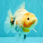 A Grade Tancho Marble Button Eyes Yuanbao Female 5 inches #062626YB_11