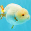 Sakura Chinese Ranchu Female 5.5 inches #022726RC_21