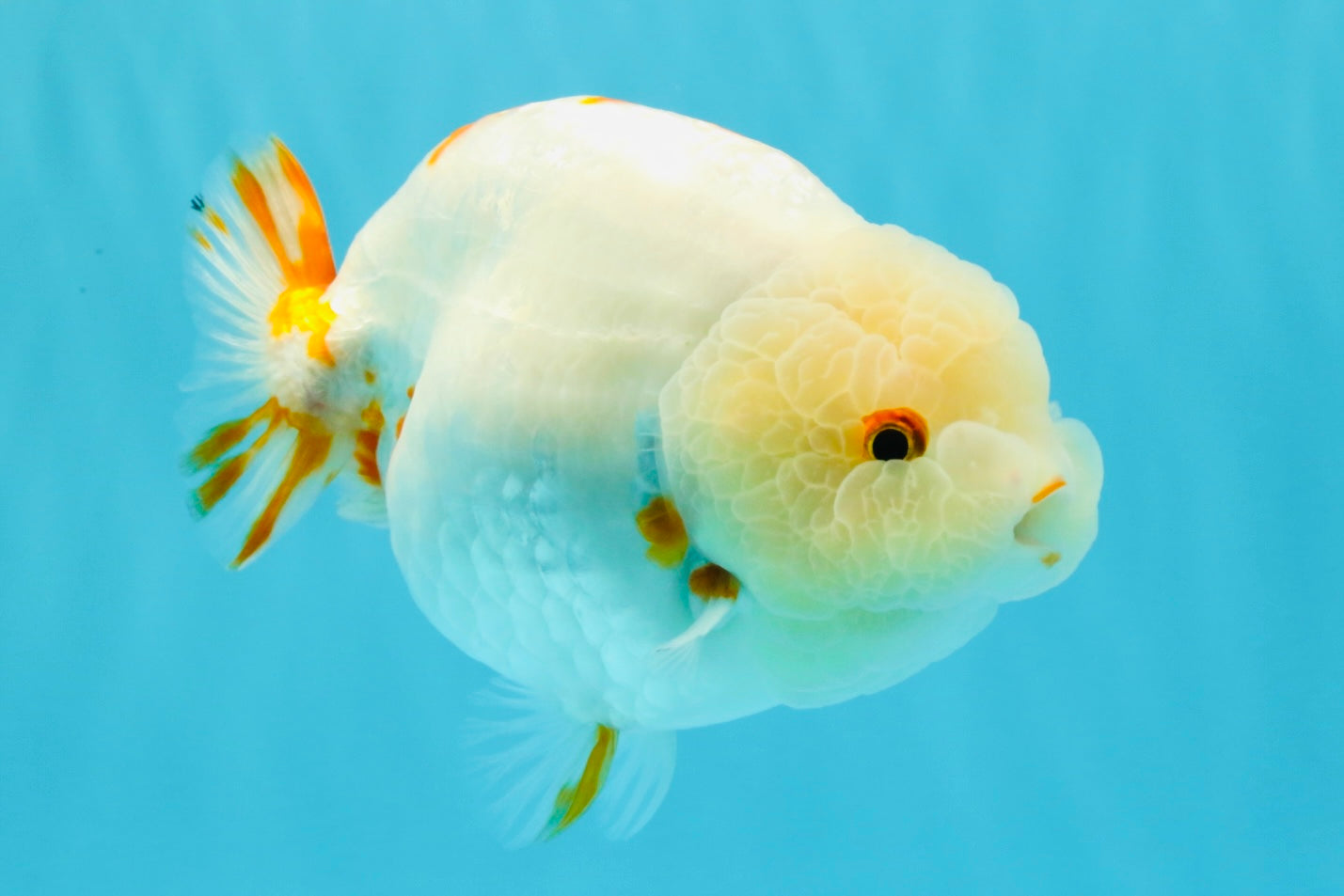 Sakura Chinese Ranchu Female 5.5 inches #022726RC_21